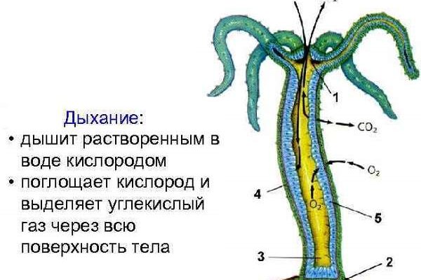 Замена гидры